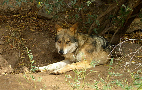 [Wolf with brown black and white coloring is sitting on the ground with its front paws outstretched. .]